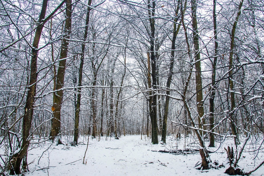 Fototapeta premium Winter landscape with falling snow. Snow forest, snow is falling. Christmas Winter New Year background magnificent scenery. Cold temperature