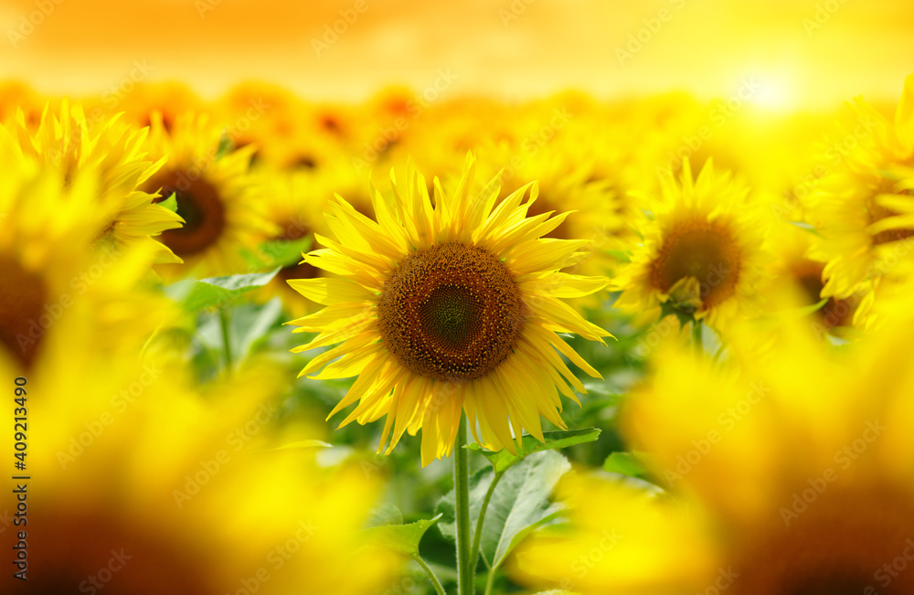 Sunset over the field of sunflowers .