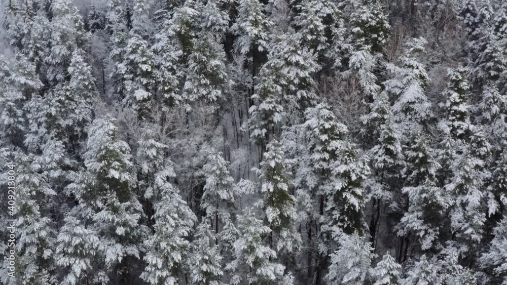 Beautiful winter young pine forest under snow. aerial view Beautiful winter young pine forest under snow. aerial view