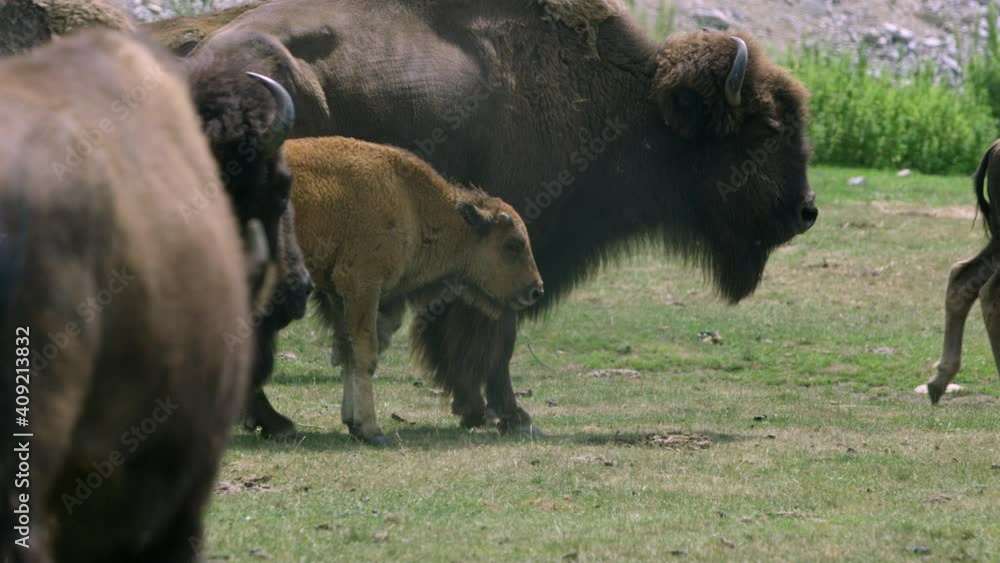 Small bison calf beside mother bison on open field Small bison calf beside mother bison on open field