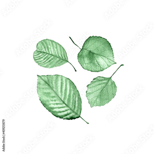 Spring watercolor leaves.Green leaves isolated on white background.