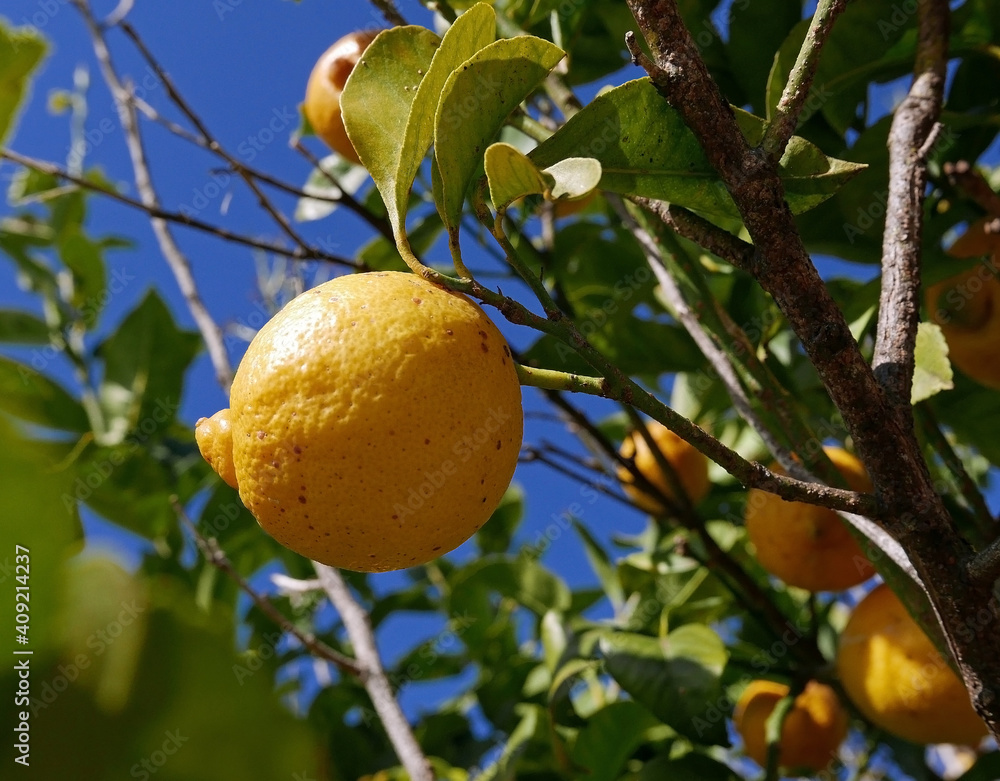 ramo di albero di limone illuminato dal sole