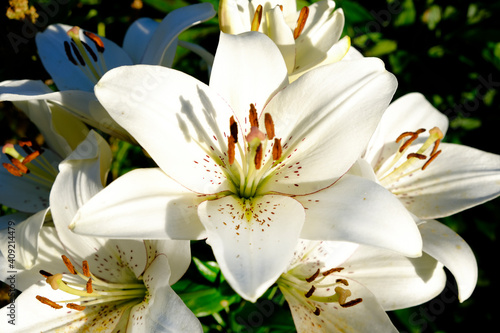 Beautiful white lily flowers on a background of green leaves outdoors