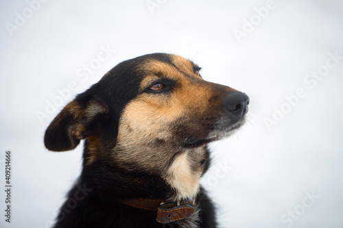 portrait of a farm mongrel dog in winter