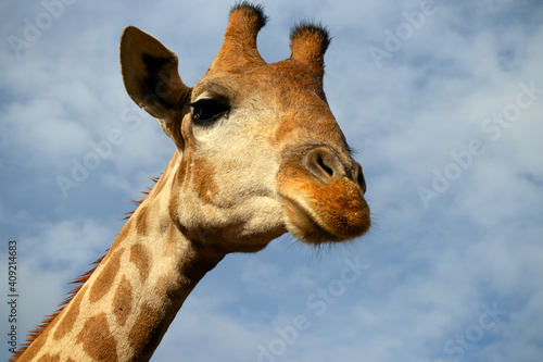 Fototapeta Naklejka Na Ścianę i Meble -  Wild african life. A large common South African giraffe on the summer blue sky.