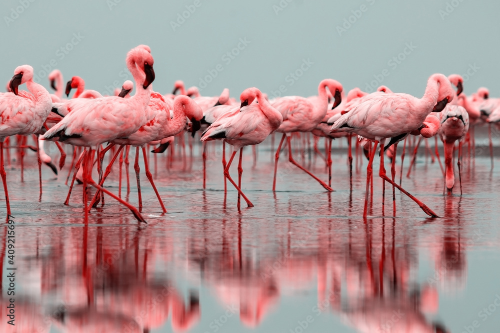 Obraz premium Wild african birds. Groupe of red flamingo birds on the blue lagoon.