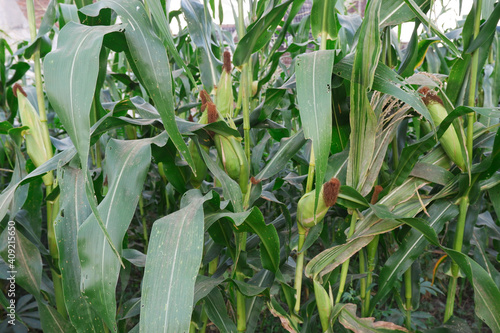 Corn fruit in the plantation. corn that is ready for harvest in the corn field 