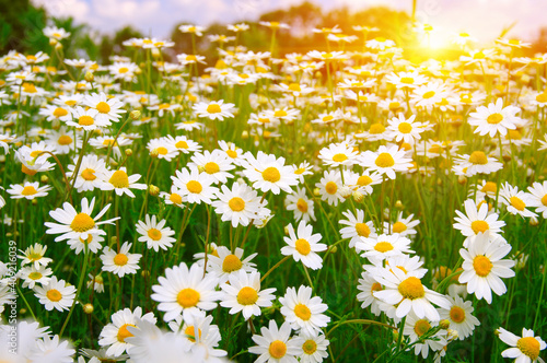 Foto field of daisy flowers
