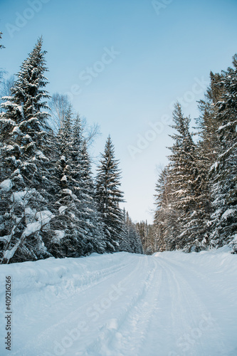 snow covered trees