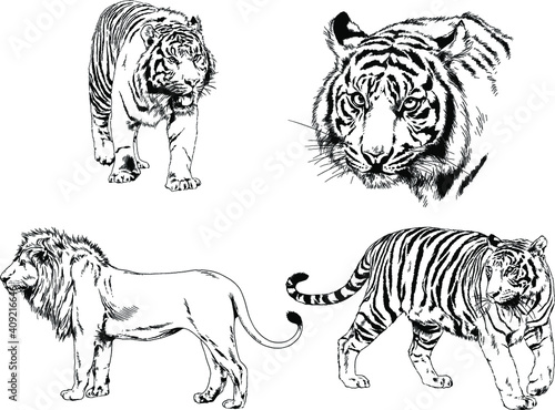 vector drawings sketches different predator , tigers, lions, cheetahs and leopards are drawn in ink by hand , objects with no background © evgo1977