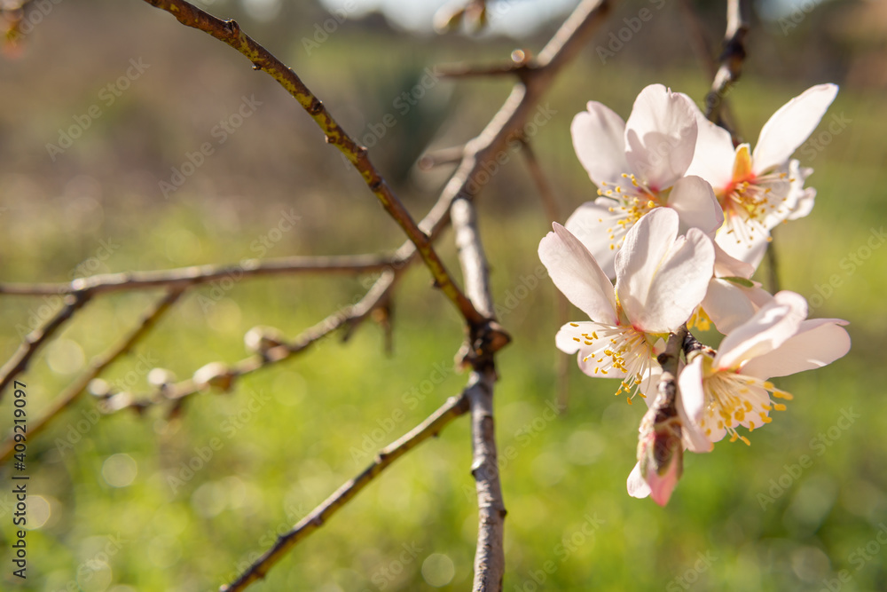 Close-up of almond blossoms (Prunus dulcis) on a sunny day. First flowers blooming on the tree Close-up of almond blossoms (Prunus dulcis) on a sunny day. First flowers blooming on the tree