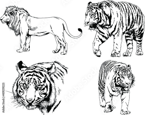 vector drawings sketches different predator , tigers, lions, cheetahs and leopards are drawn in ink by hand , objects with no background