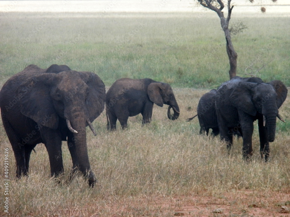Elephant Tarangire National Park Tanzania Elephant Tarangire National Park Tanzania