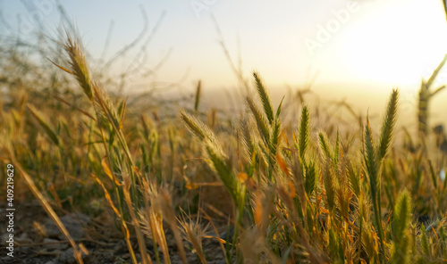 Cogon grass in a beautiful sunset view. Landscape and nature background.