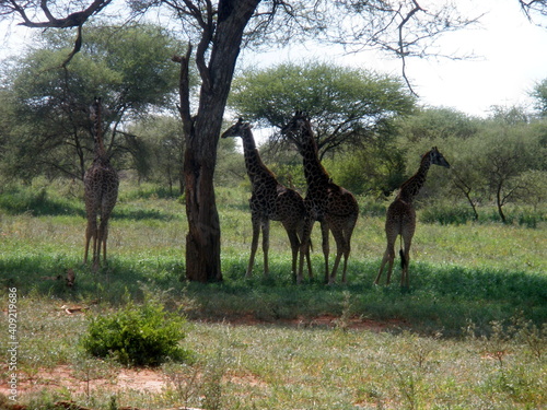 Giraffe Tarangire National Park Tanzania