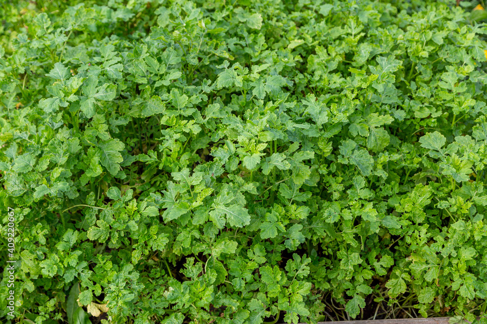 Mustard sprouts grown for organic fertilizer green manure siderates Mustard sprouts grown for organic fertilizer green manure siderates