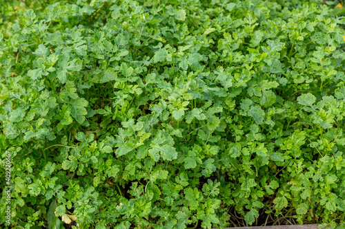 Mustard sprouts grown for organic fertilizer green manure siderates