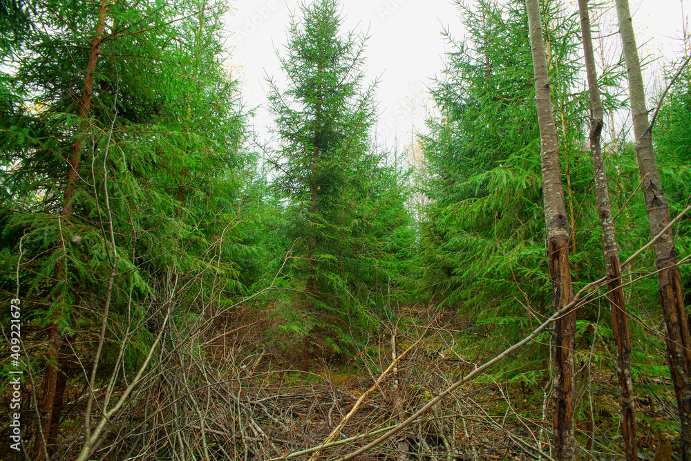 Young seedlings grow on the site of a felled forest. The concept of reforestation after felling. Young seedlings grow on the site of a felled forest. The concept of reforestation after felling.