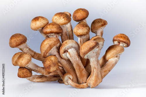 Composition of forest mushrooms (honey agarics) and autumn leaves on a white background