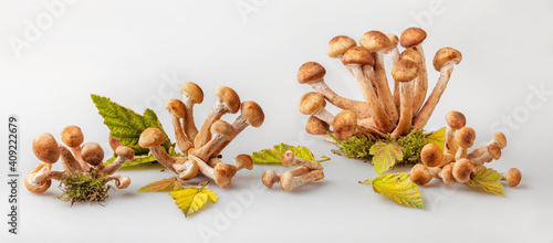 Composition of forest mushrooms (honey agarics) and autumn leaves on a white background