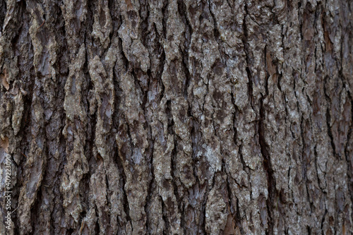 Bark Tree Texture, Atlantic cedar trunk, natural wood background