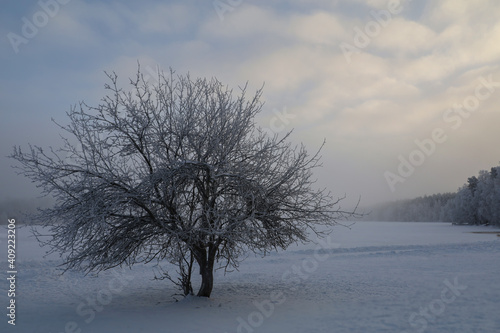 A lonely tree by a frozen lake. Winter landscape. © Alexander