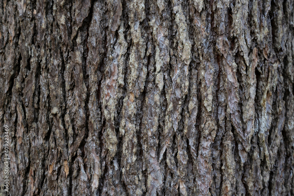 Bark Tree Texture, Atlantic cedar trunk, natural wood background Bark Tree Texture, Atlantic cedar trunk, natural wood background