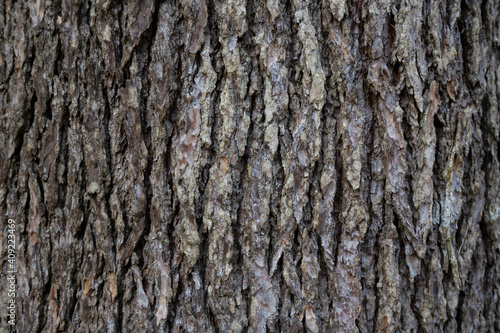 Bark Tree Texture, Atlantic cedar trunk, natural wood background