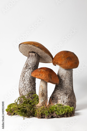 Fotografie Group porcini on light  background