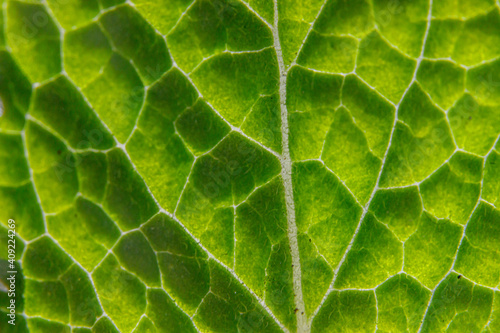 Closeup extreme macro texture view of green wood sheet tree leaf. Inspirational nature spring or summer wallpaper background. Change of seasons concept. Close up selective focus