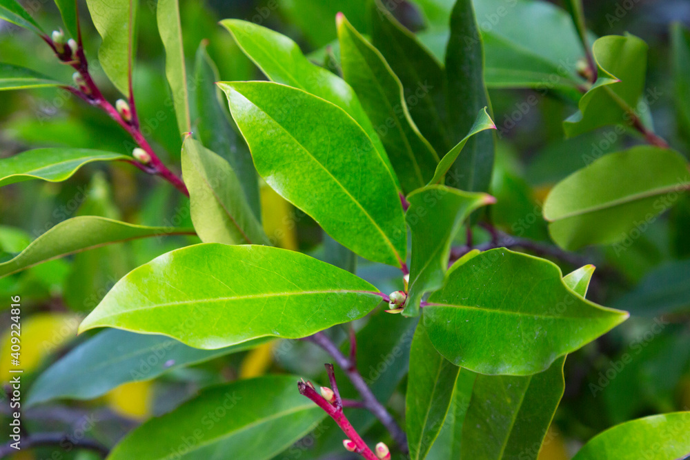 Prunus laurocerasus or cherry laurel green leaves in sunlight Prunus laurocerasus or cherry laurel green leaves in sunlight