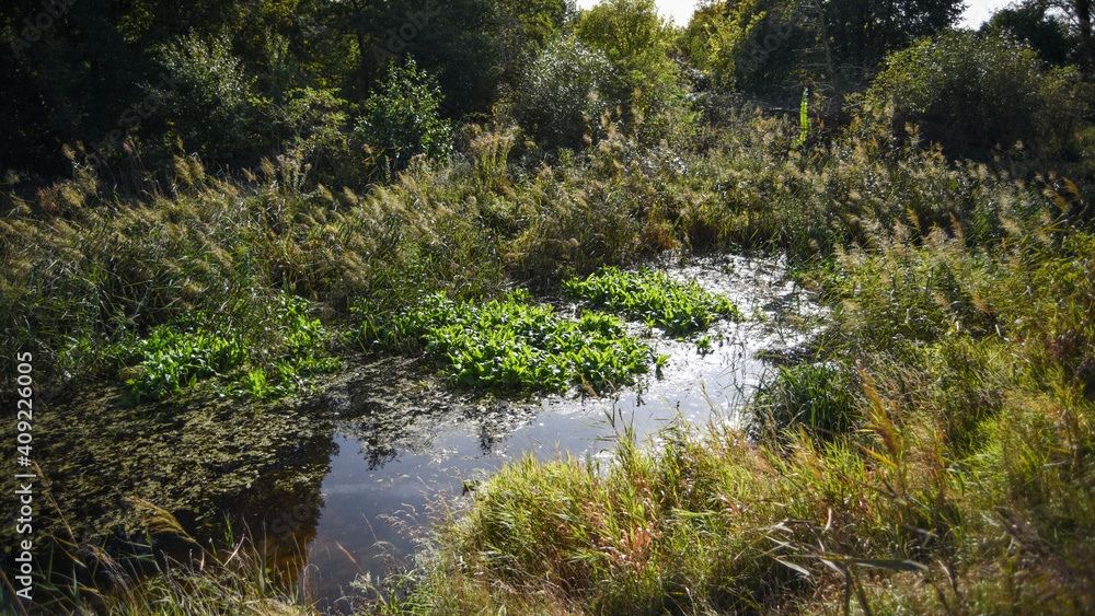 .A stream between thickets in summer. .A stream between thickets in summer.