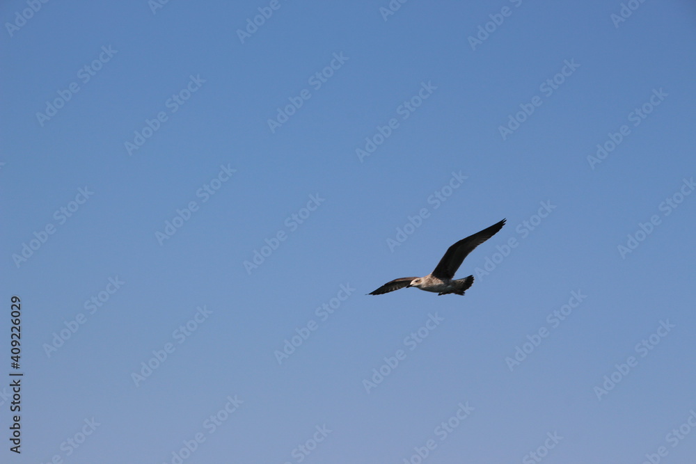A seagull flying on the background of a blue sky. A seagull flying on the background of a blue sky.