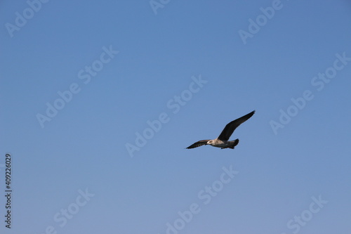 A seagull flying on the background of a blue sky.