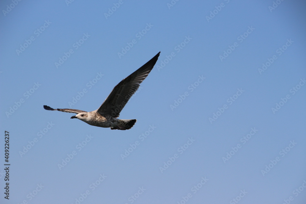 Fototapeta premium A seagull flying on the background of a blue sky.