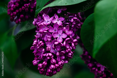 Blooming purple lilac in the garden