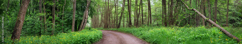 Country road in wild beautiful green forest Country road in wild beautiful green forest