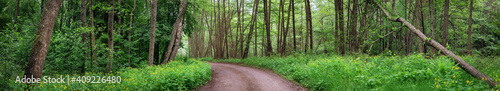 Country road in wild beautiful green forest