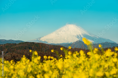 早春の吾妻山公園 富士山と菜の花