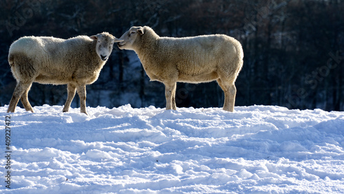 Two intimate sheep in snow