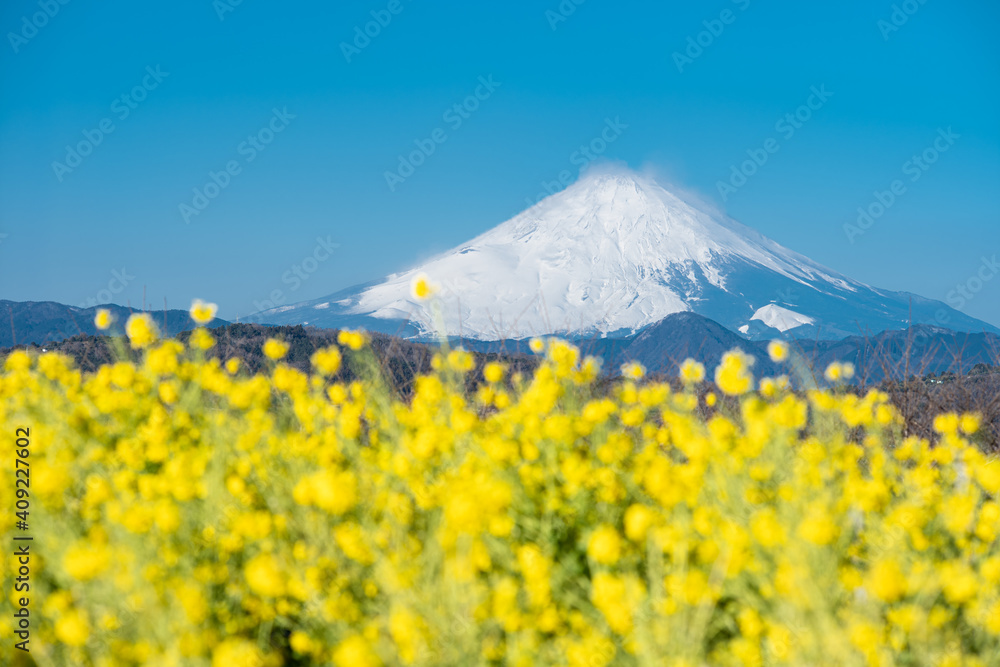 早春の吾妻山公園　富士山と菜の花
