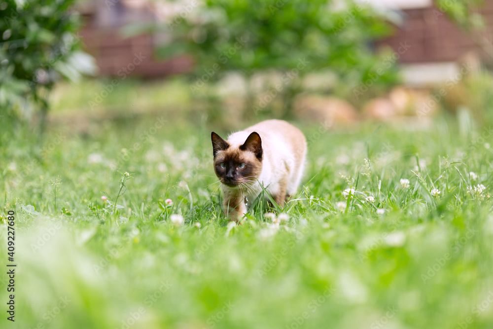A white cat walks through the garden among the young green grass. A white cat walks through the garden among the young green grass.