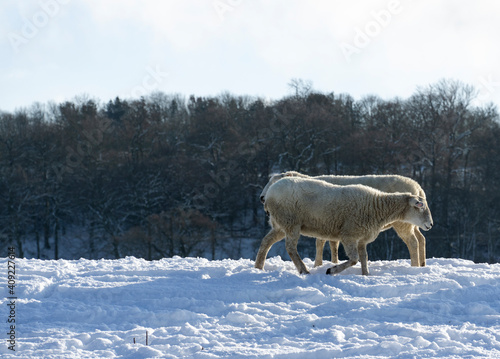 Two sheep passing by each other in a snowy field