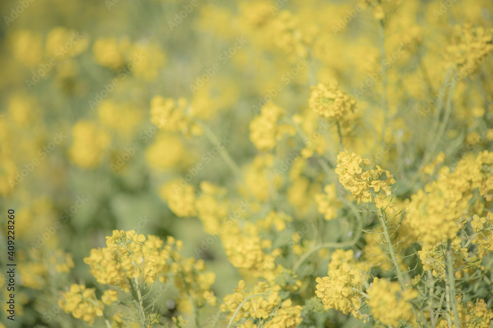 早春の吾妻山公園の菜の花