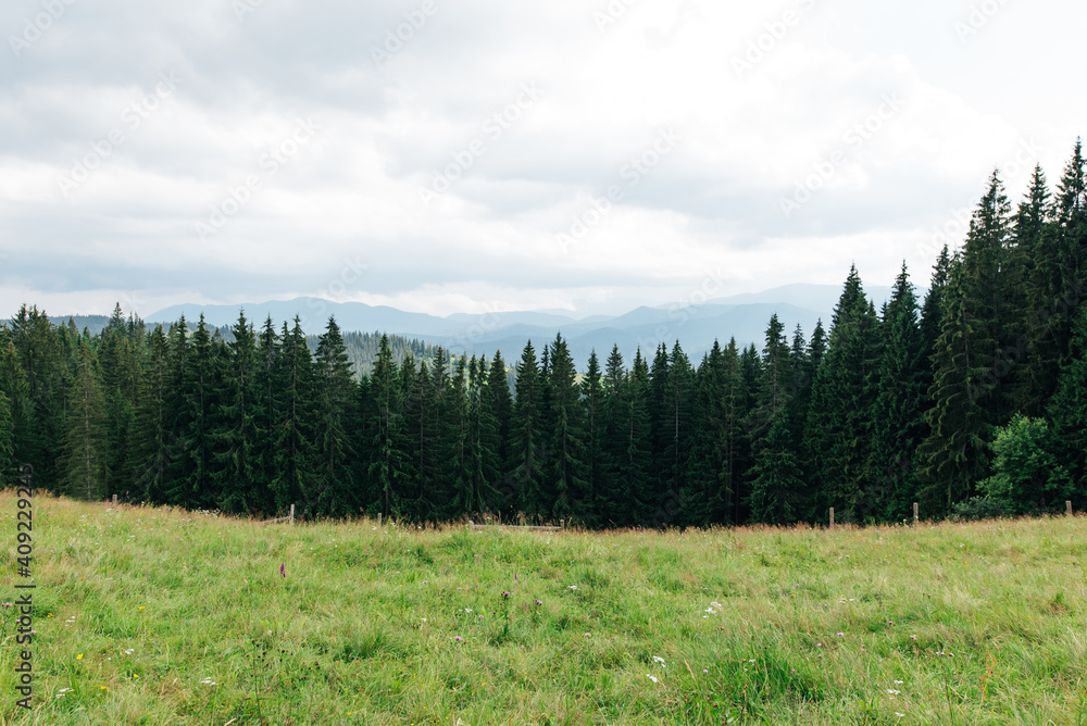 Beautiful mountain landscape of the Ukrainian Carpathians with pasture and coniferous forest in the background. Nature concept.