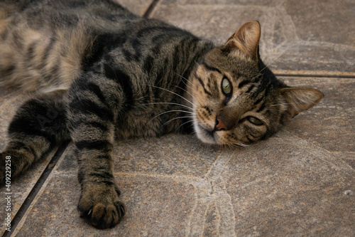 Fototapeta Naklejka Na Ścianę i Meble -  cat on the floor