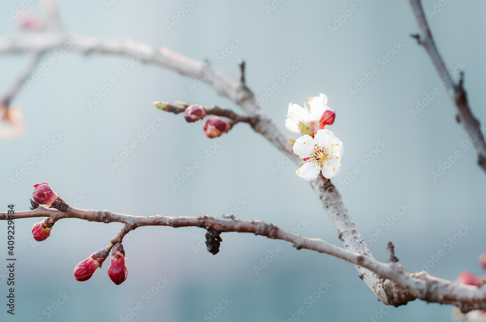 cherry branch with young white flowers and buds cherry branch with young white flowers and buds