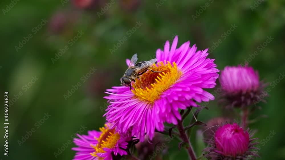 A bee on a beautiful, purple flower, collects nectar. A bee on a beautiful, purple flower, collects nectar.