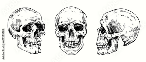 Skull set collection. Ink black and white drawing. Vector illustration