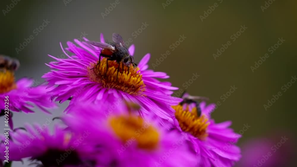 A bee on a beautiful, purple flower, collects nectar. A bee on a beautiful, purple flower, collects nectar.